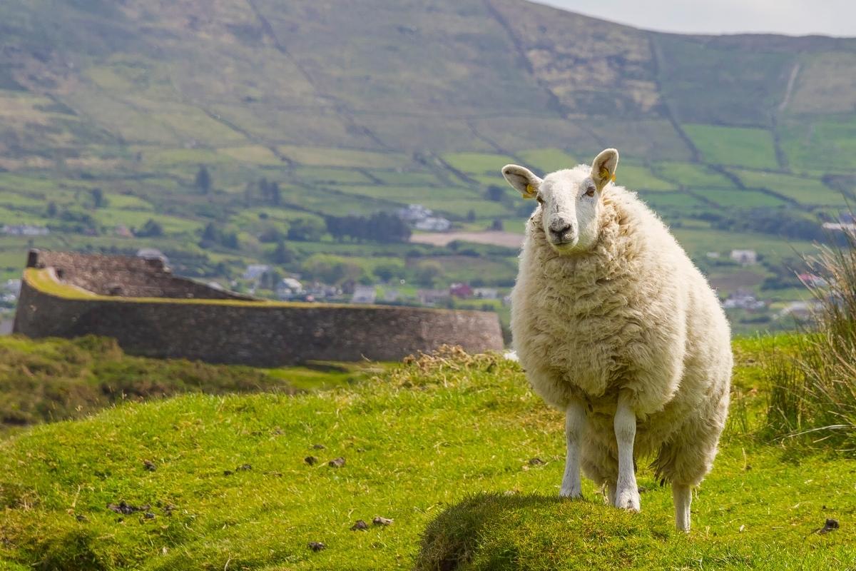 Vue panoramique sur la nature irlandaise